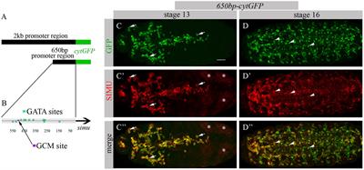 Drosophila GATA Factor Serpent Establishes Phagocytic Ability of Embryonic Macrophages